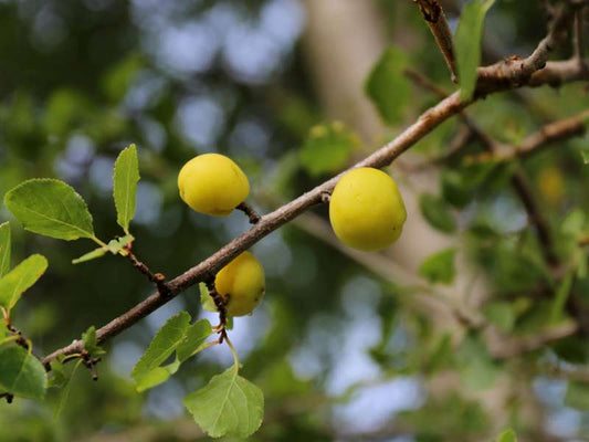 Κορομηλιά (Prunus cocomilia - Italian Plum)