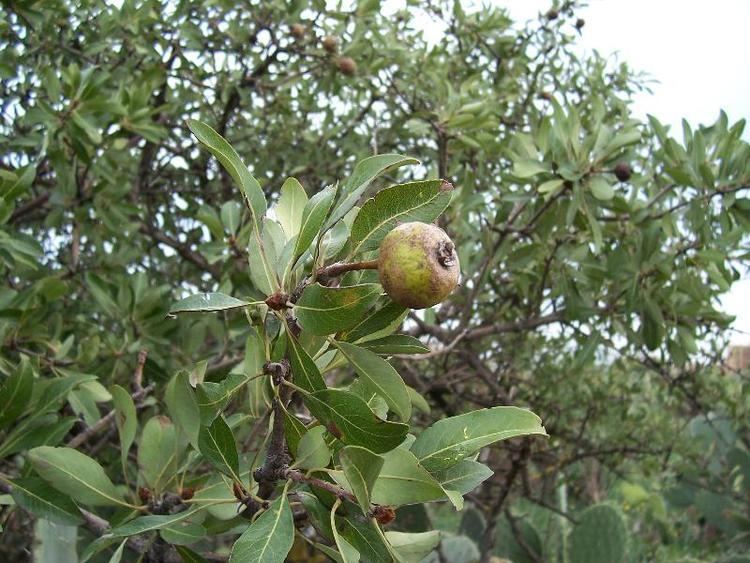 Αγριογκορτζιά (Pyrus amygdaliformis - Pyrus Spinosa)