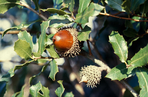 Πουρνάρι - Πρίνος (Quercus coccifera - Kermes Oak)