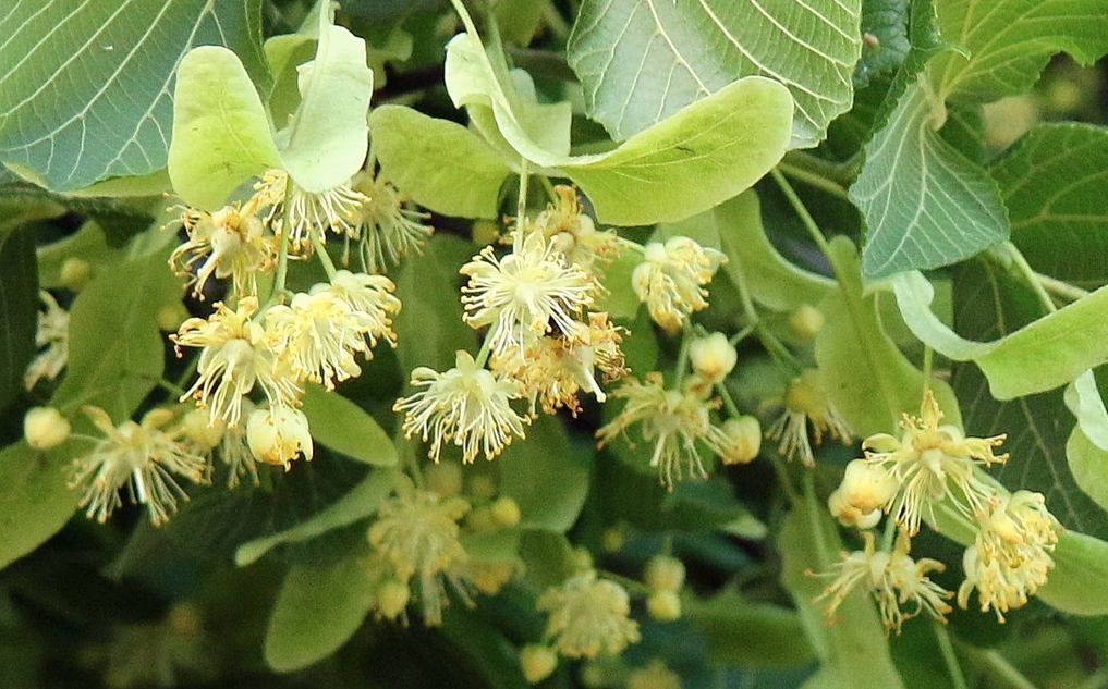 Φλαμουριά - Τίλιο (Tilia tomentosa - Silver lime)