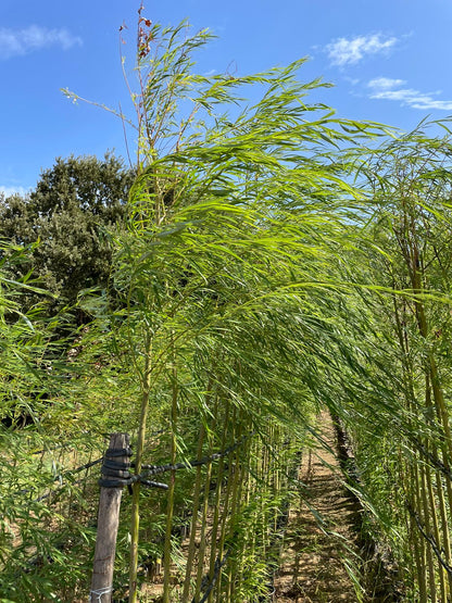 Ιτιά κλαίουσα (Weeping Golden Willow)