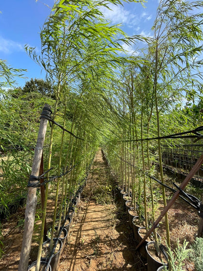 Ιτιά κλαίουσα (Weeping Golden Willow)